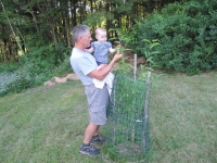 addie-peach-tree